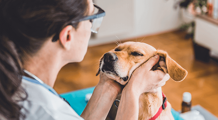 An owner rubbing her dog's face