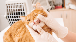 A cat having her tooth exposed by a veterinarian during a dental exam