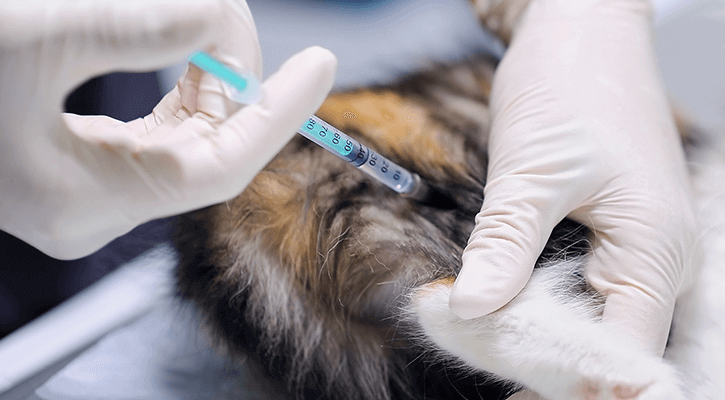 A cat receiving a vaccination in Lee's Summit