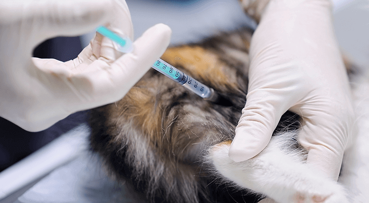 Dog-And-Cat-Vaccines A cat receiving a vaccination in Lee's Summit
