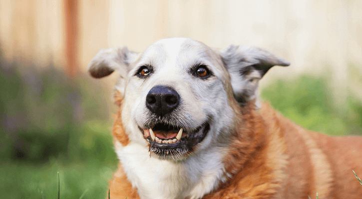 A grey-haired, old dog sitting outside by a fence