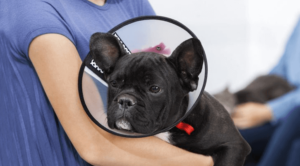 An owner holding a dog with a cone on their heading after being spayed or neutered