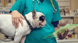 A veterinarian standing with a spotted dog who is being prepped for surgery