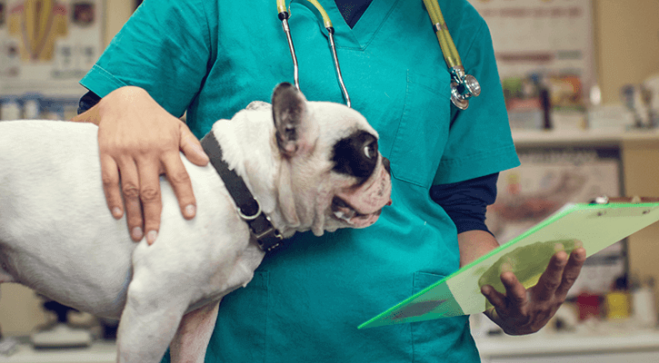 A veterinarian standing with a spotted dog who is being prepped for surgery