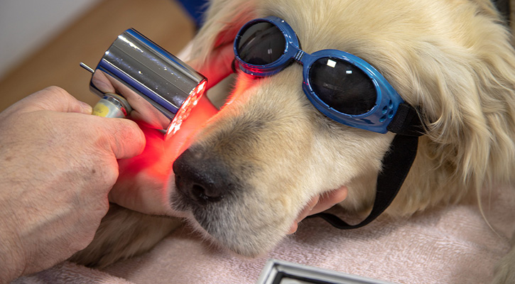 pet-laser-therapy-services A dog with goggles on receiving laser therapy treatment