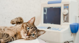 A cat laying down next to an x-ray machine