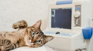 A cat laying down next to an x-ray machine