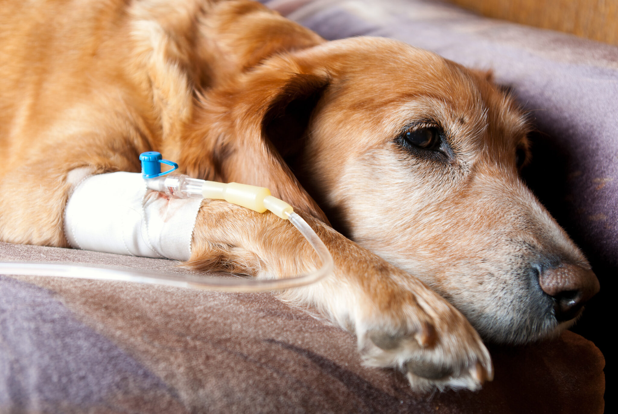 AdobeStock_22778012-2048x1371 Orthopedic Surgery
